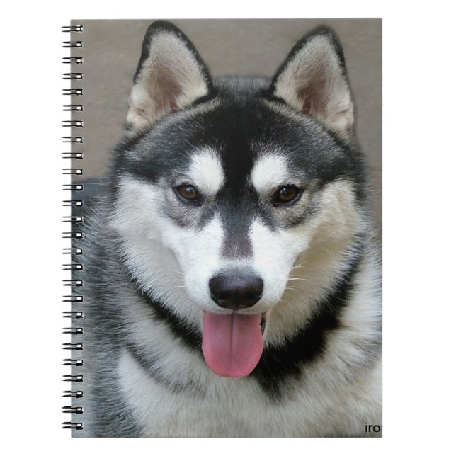 Alaska Malamute Hund Photograph Anteckningsbok Med Spiral (Framsidan)