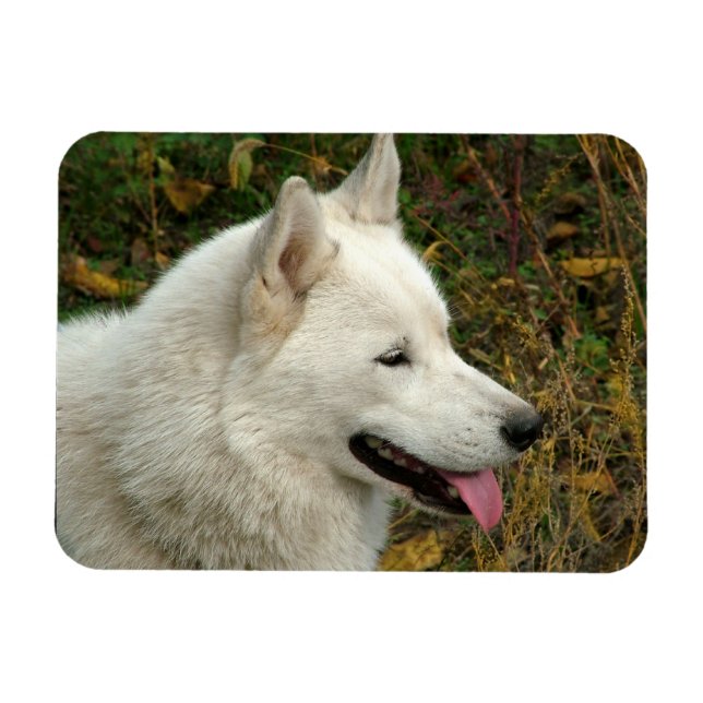 Alaska Malamute Hund Photograph Magnet (Horisontell)