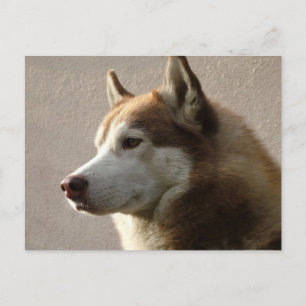 Alaska Malamute Hund Photograph Vykort