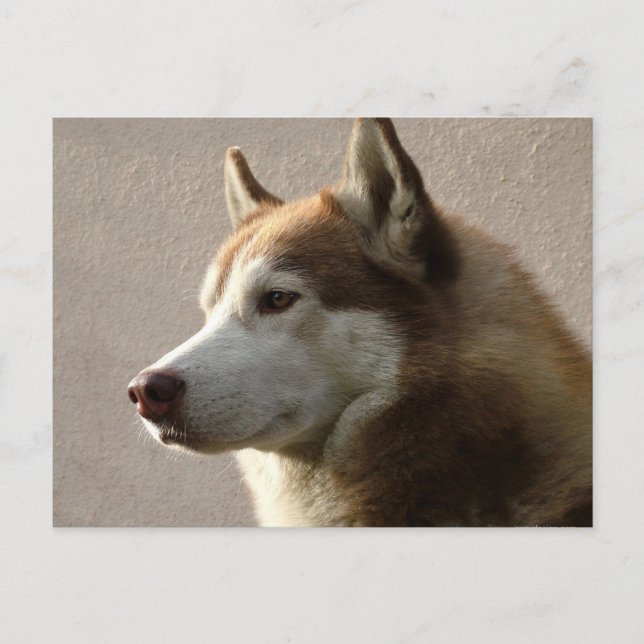 Alaska Malamute Hund Photograph Vykort (Framsida)