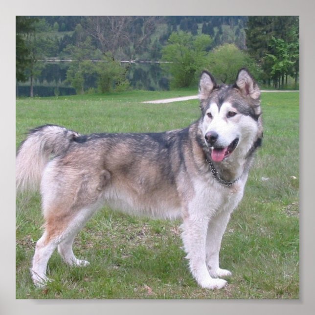 Alaska Malamute Hund Poster (Framsidan)