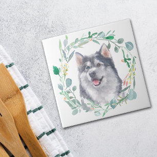 Alaska Malamute Hund Watercolor Wandefrand Kakelplatta