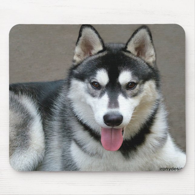 Alaska Malamute Hundar Musmatta (Framsidan)