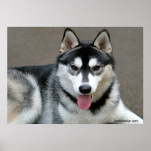 Alaska Malamute Hundar Poster