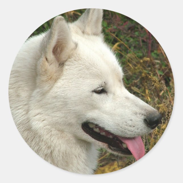 Alaska Malamute Hundar Runt Klistermärke (Framsida)