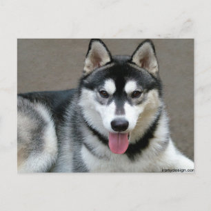 Alaska Malamute Hundar Vykort