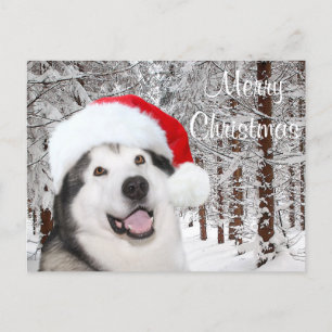 Alaska Malamute jul Helg Vykort