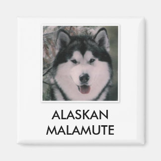 Alaska Malamute Magnet