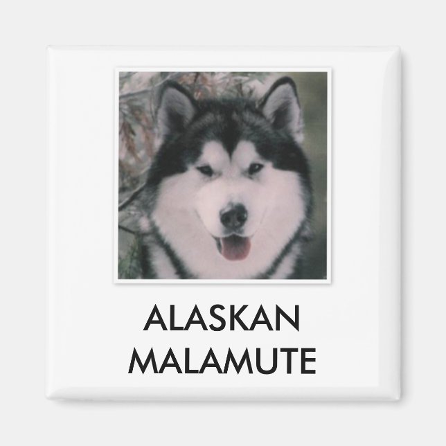 Alaska Malamute Magnet (Framsidan)