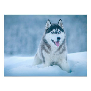 Alaska Malamute på snö fält Fototryck