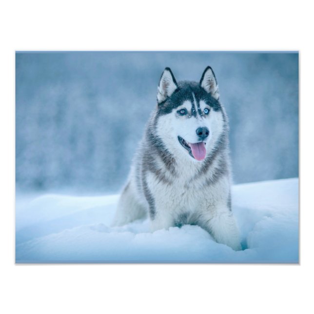 Alaska Malamute på snö fält Fototryck (Framsidan)