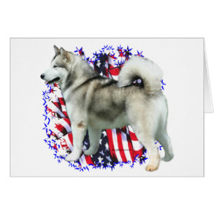Alaska Malamute Patriot Hälsningskort