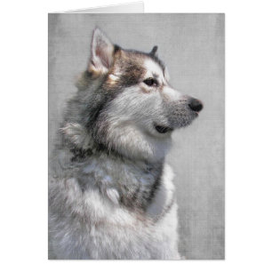 Alaska Malamute Pet Sympathy Hälsningskort