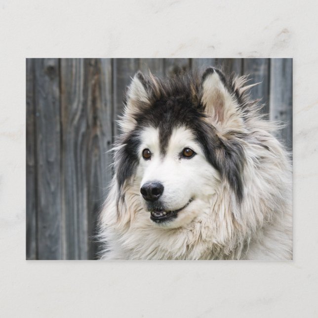 Alaska Malamute Postcard Vykort (Framsida)
