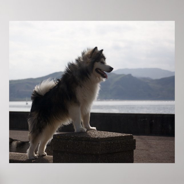 Alaska Malamute Poster (Framsidan)