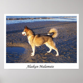 Alaska Malamute Poster