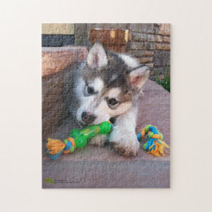 Alaska Malamute Puppy Close Photograph Pussel