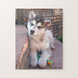 Alaska Malamute Puppy Head Tilt Fotografi Pussel