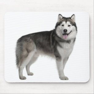 Alaska Malamute Puppy Hund Mousepad Musmatta