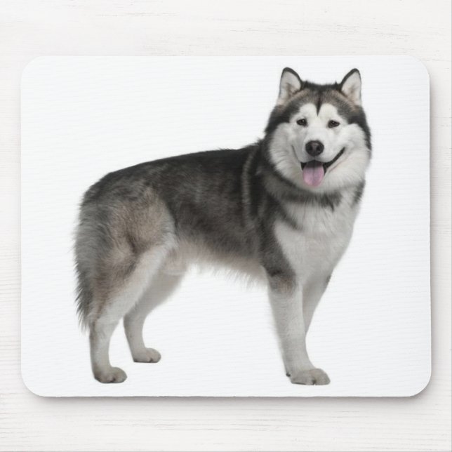 Alaska Malamute Puppy Hund Mousepad Musmatta (Framsidan)