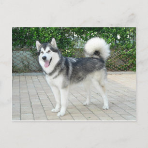 Alaska Malamute Puppy Hund Vykort