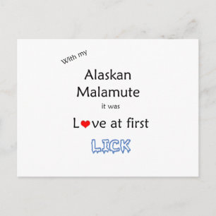Alaska Malamute Slickar design Vykort