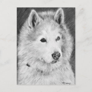 Alaska Malamute Teckning Vykort