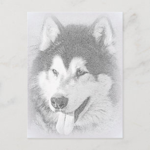 Alaska Malamute Vykort