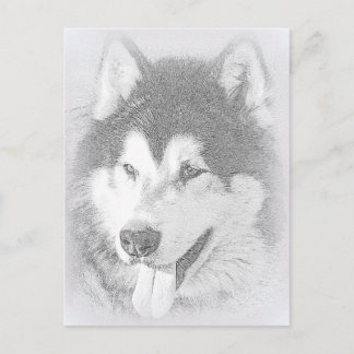 Alaska Malamute Vykort