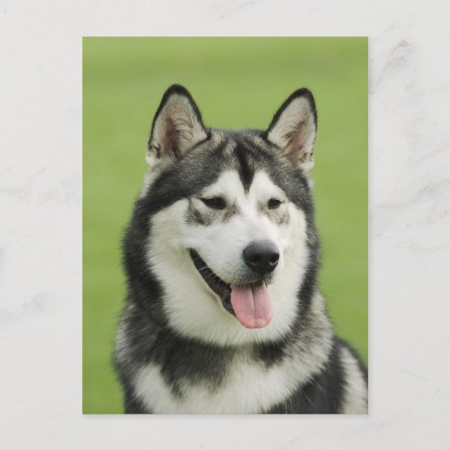 Alaska malamute vykort (Framsida)