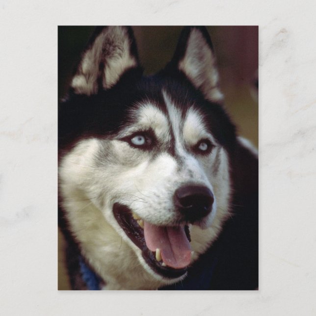 Alaska Malamute Vykort (Framsida)