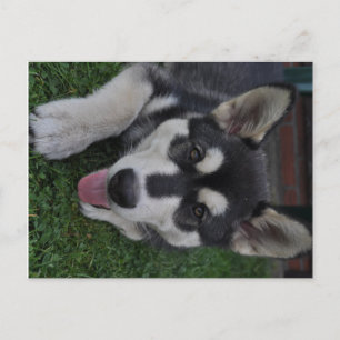 Alaska Malamute Vykort