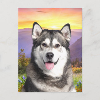Alaska Malamute Vykort