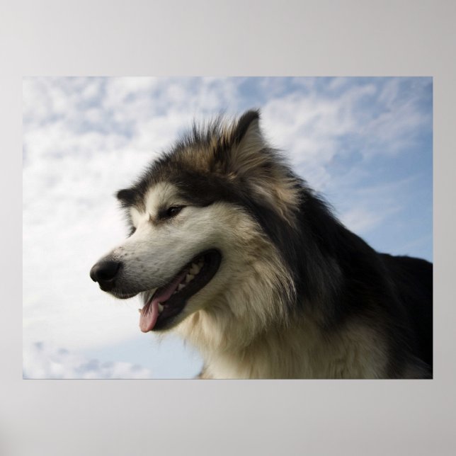 Alaska Malamutes Poster (Framsidan)