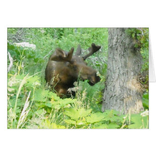 Alaska Moose OBS Kort