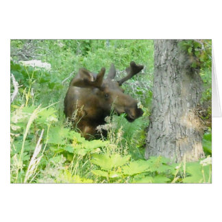 Alaska Moose OBS Kort