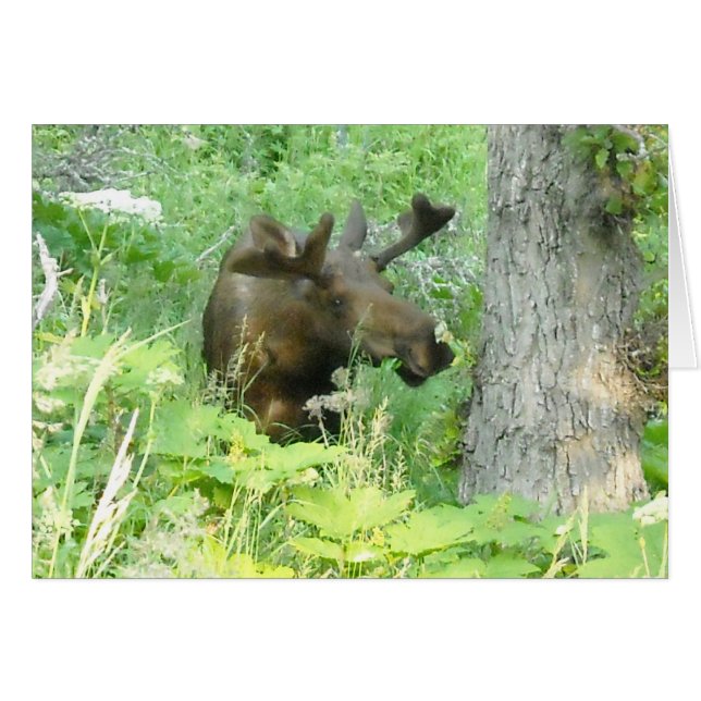 Alaska Moose OBS Kort (Framsidan Horizontal)