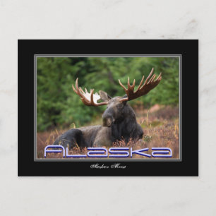 Alaska Moose Post Card Vykort