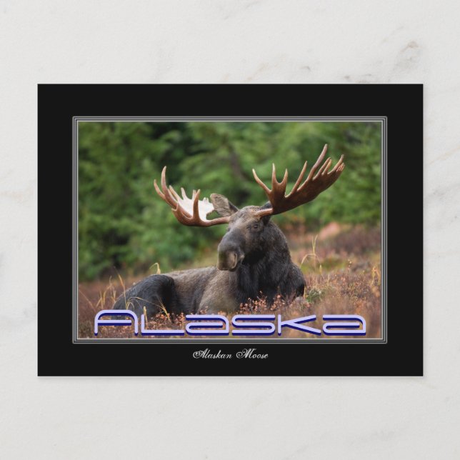 Alaska Moose Post Card Vykort (Framsida)