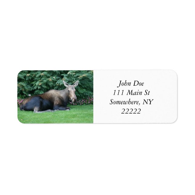 Alaska Moose Returadress Etikett (Framsidan)