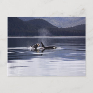 Alaska Orcas Swimming Killer Whales Alaska Vykort