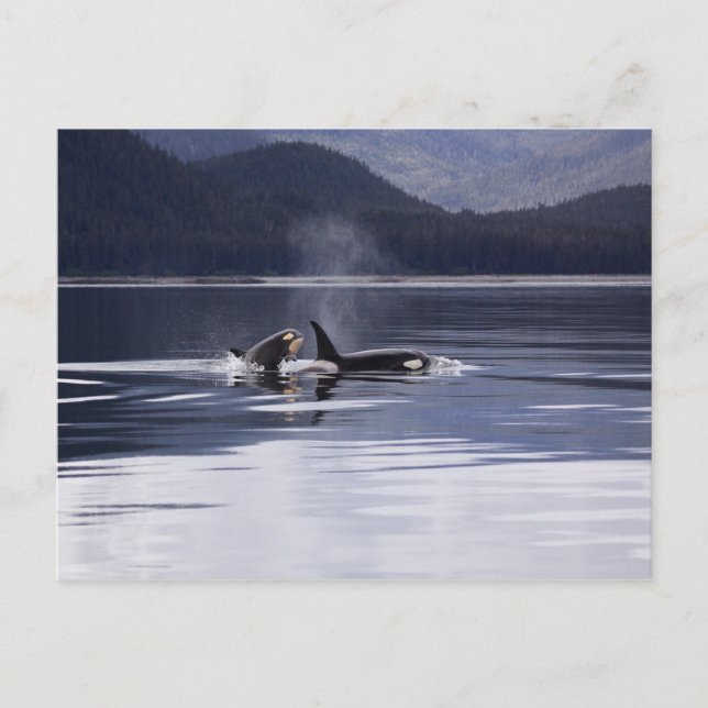 Alaska Orcas Swimming Killer Whales Alaska Vykort (Framsida)