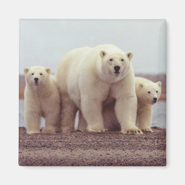 Alaska Polar Bear Magnet (Framsidan)