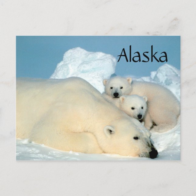 Alaska-polar med unge vykort (Framsida)