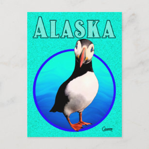 Alaska Puffin - vykort