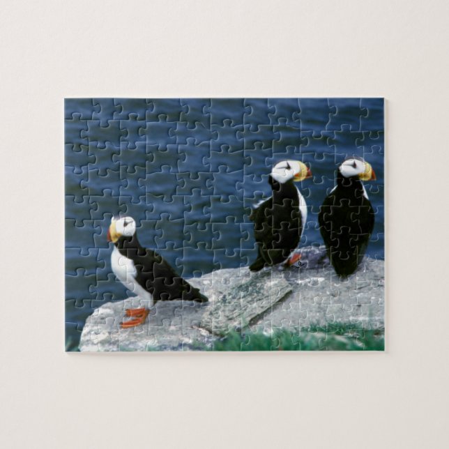 Alaska Puffins befjädrade färgrika fåglar Pussel (Horisontell)