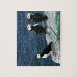 Alaska Puffins befjädrade färgrika fåglar Pussel