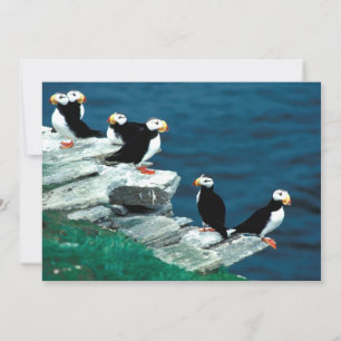 Alaska Puffins Feasted Colorful Birds