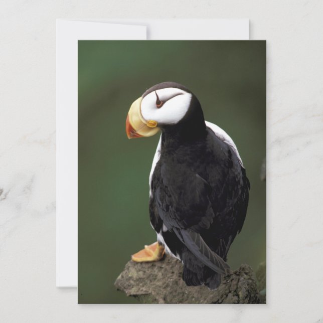 Alaska Puffins Feasted Colorful Birds (Framsida)