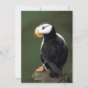 Alaska Puffins Feasted Colorful Birds